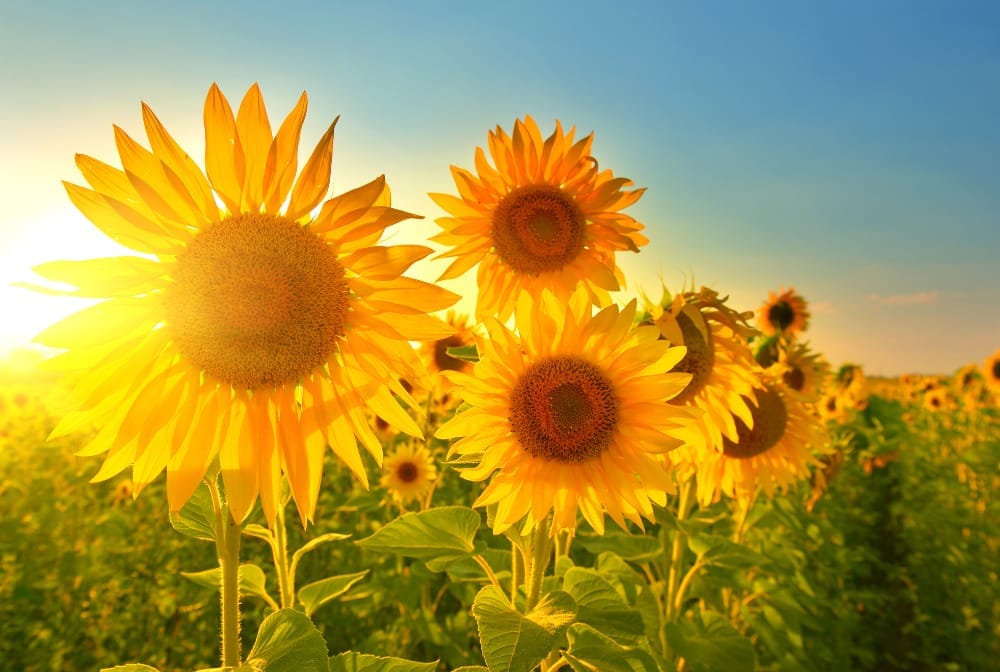 PYO Sunflowers near Berkshire