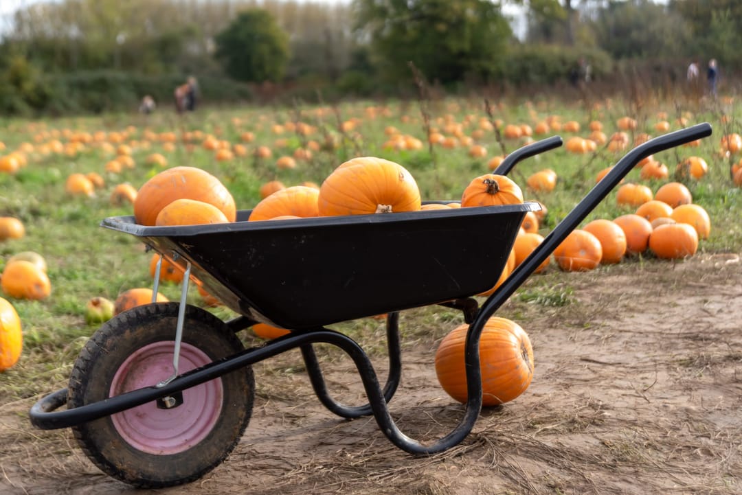Wasing Pick Your Own Pumpkins - image 1