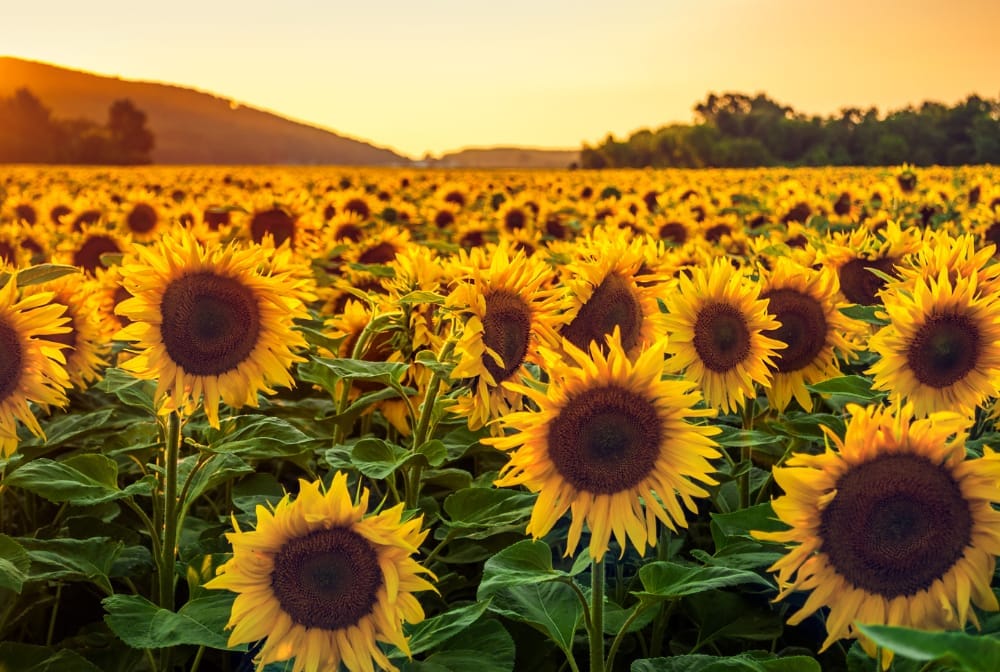 PYO Sunflowers near Berkshire