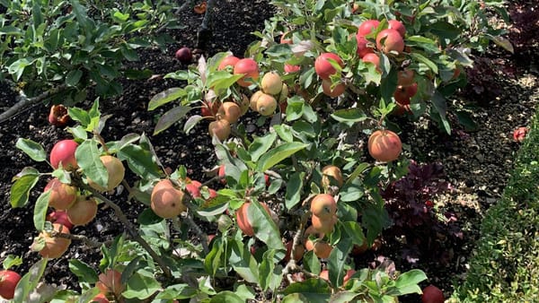 Apple Weekend, the Jonny Appleseed Trail