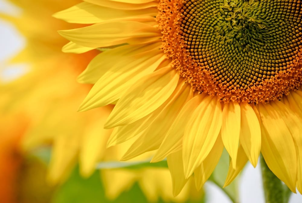 PYO Sunflowers near Berkshire