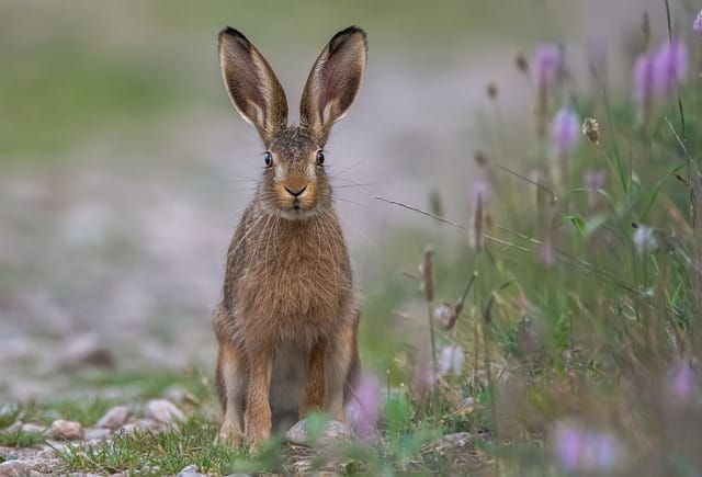 Easter Events and Activities in Reading