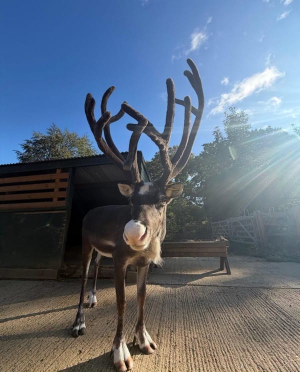 Christmas at Beale Park