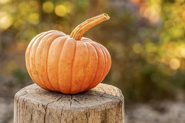 Pumpkin Picking and Halloween Events near Reading